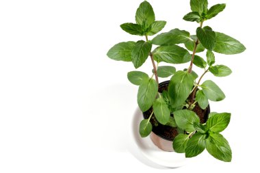 bir tencerede taze nane ot