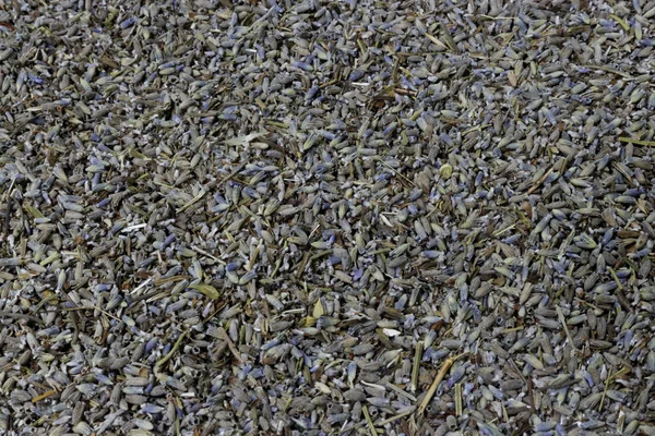 Gedroogde lavendel bloemen, blik van boven — Stockfoto