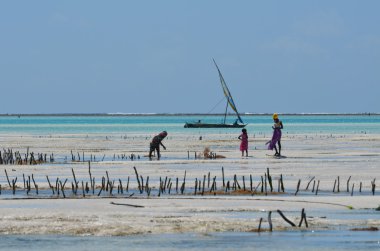 yosun zanzibar Adası tarımı
