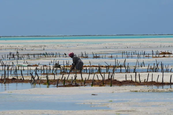 Zanzibar Adası jambiani Beach'te alg ekimi