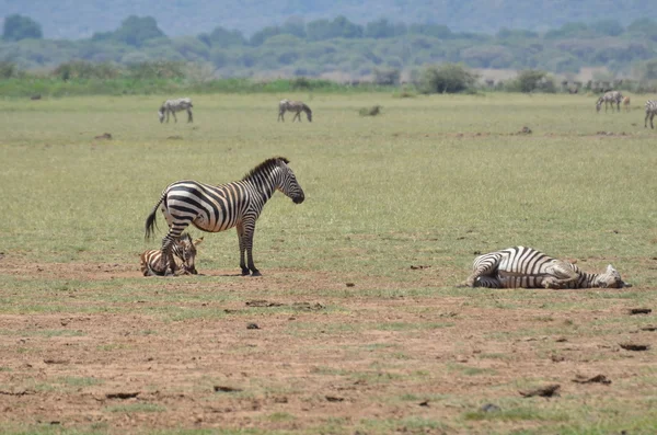 Zebralar ngorongoro parkta — Stok fotoğraf