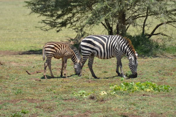 Zebras — Fotografia de Stock