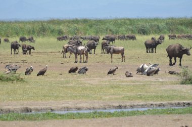 wildebeests and buffalos near water hole