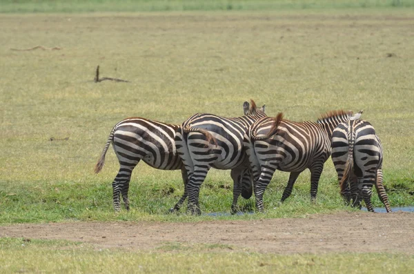 Zebra — Stockfoto