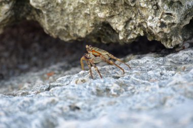 Nungwi kumsalda zanzibarian crab
