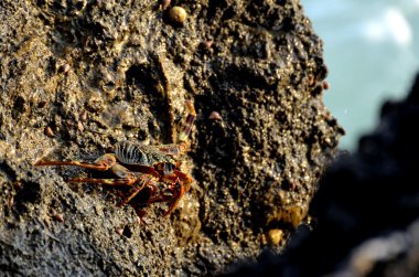 Nungwi kumsalda zanzibarian crab