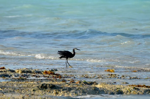 Afrikanska reef herons — Stockfoto