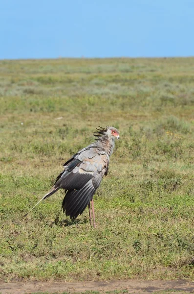 Tajemník pták v národním parku Serengeti — Stock fotografie
