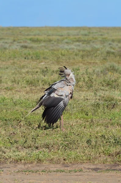 Ptak sekretarz w Serengeti National Park — Zdjęcie stockowe