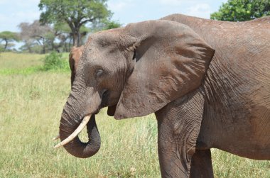 Savannah african elephant clipart