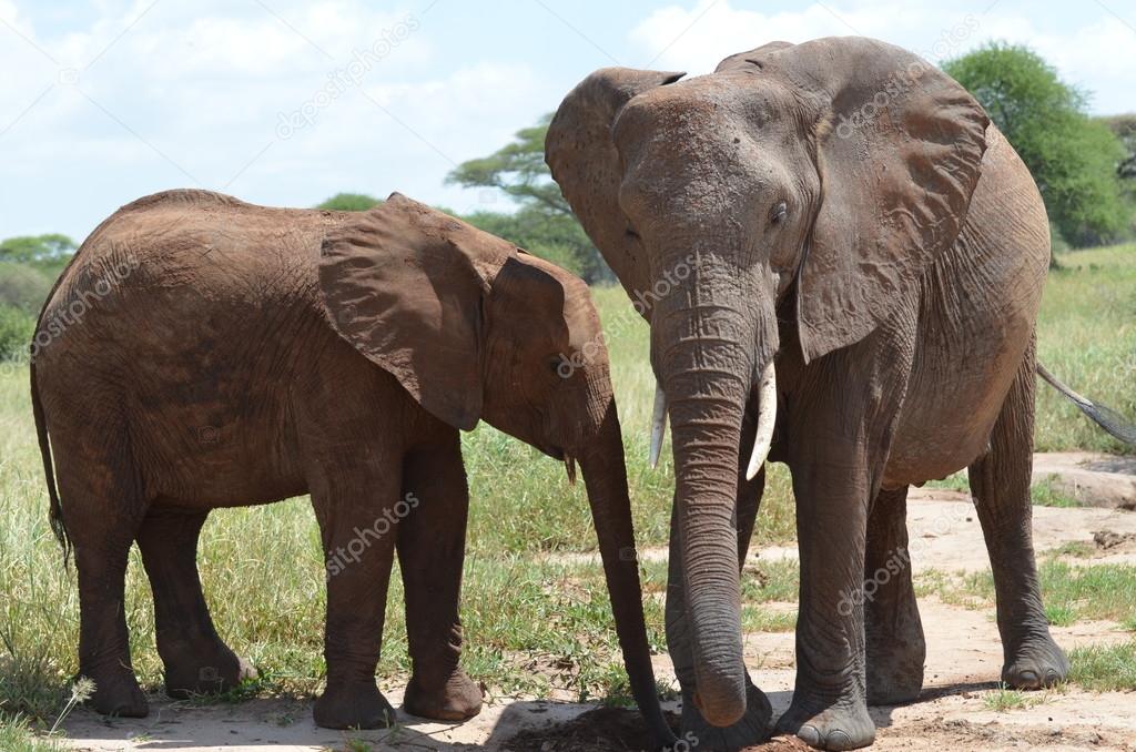 Savannah african elephant