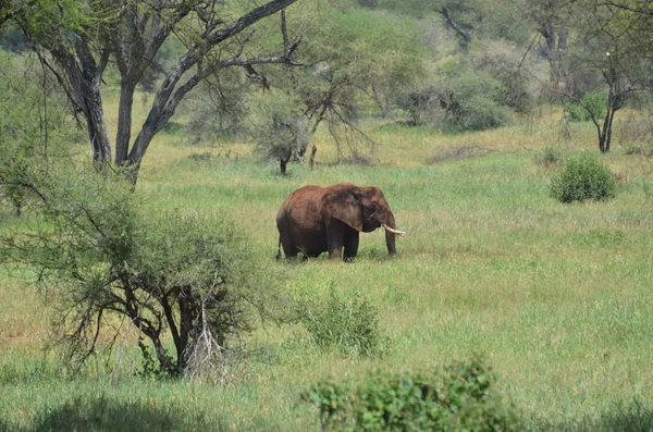 Éléphant africain de Savane — Photo