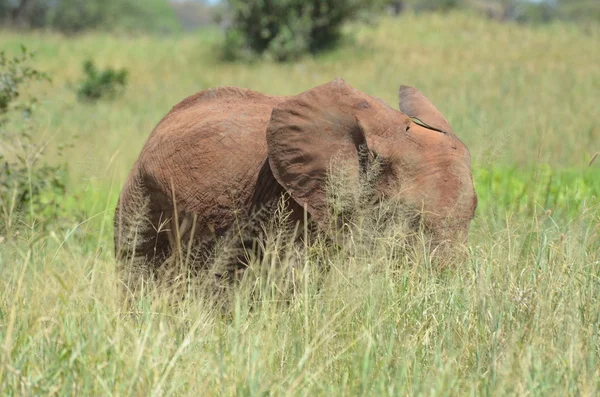 Afrikanischer Elefant — Stockfoto