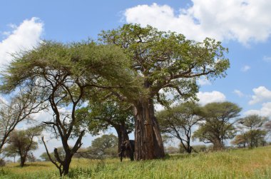 fil baobap ağacı üzerinde Tanzanya Tarangire Milli Parkı yakınındaki