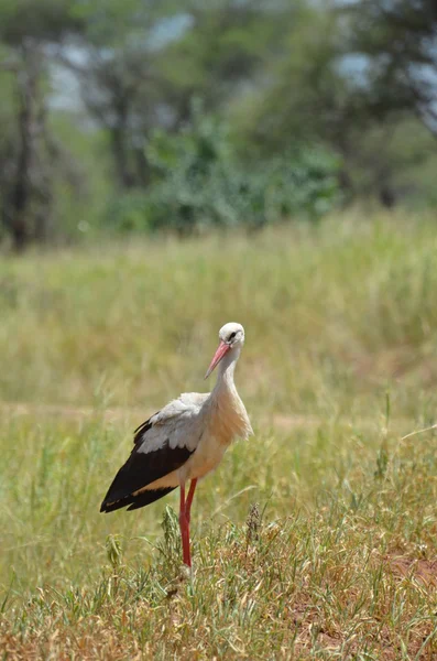 Savanah stork in tarangire national park in tanzania africa — Stock fotografie