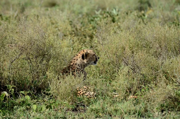 Cheetah  standing guard your puppy — Stock Photo, Image