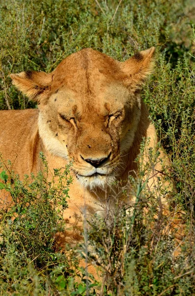 Leona de Savannah — Foto de Stock