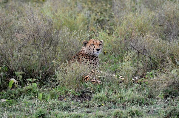 Cheetah  standing guard your puppy — Stock Photo, Image