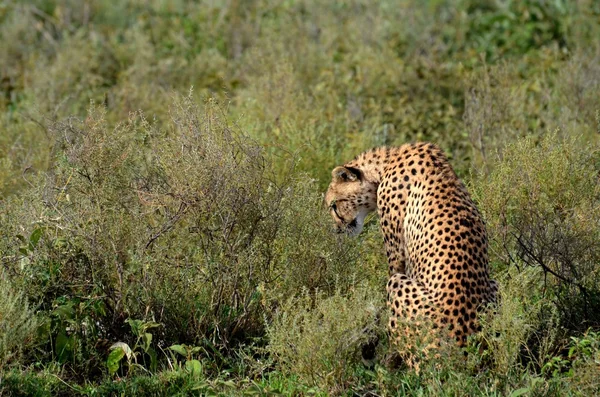 Cheetah de pie guardia de su cachorro — Foto de Stock