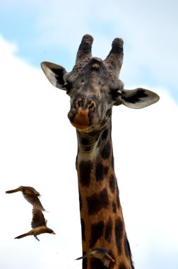 Giraffe and her birds parasites yellow- billed clipart