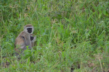 Bir siyah karşı karşıya Ververt maymun ve oğlu