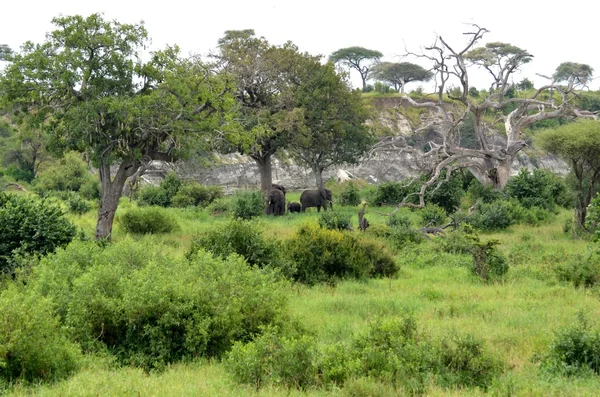 Naturaleza salvaje en el Parque Nacional Tarangire —  Fotos de Stock