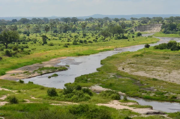 Tarangire Milli Parkı Tanzanya Nehri — Stok fotoğraf