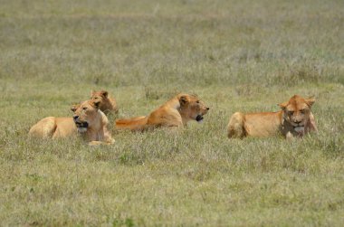 Ngorongoro Park lionesses sürüsü