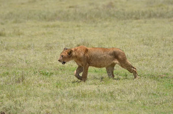 Savannah Leeuwin in Ngorongoro Park — Stockfoto