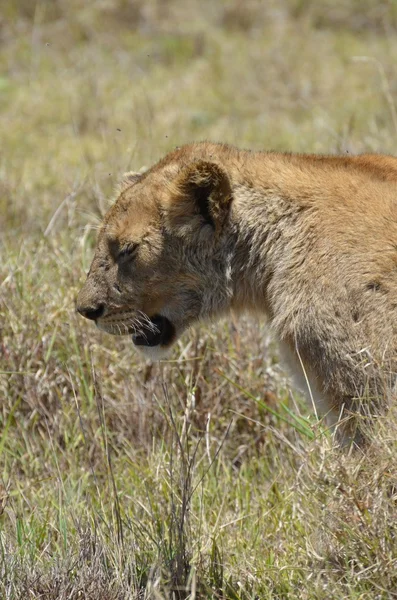 Leoa de Savannah em Ngorongoro Park — Fotografia de Stock