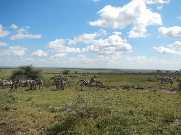 Stado zebry w Ngorongoro Conservation Area — Zdjęcie stockowe