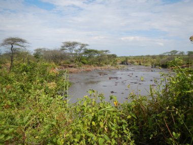 Serengeti hipopotam havuzu