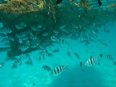 zanzibar deniz çizgili balık