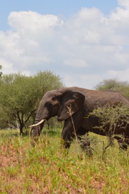 Savannah fil Tarangire Park Tanzanya