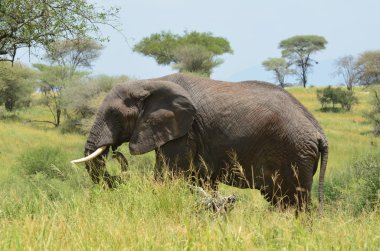 Savannah fil Tarangire Park Tanzanya