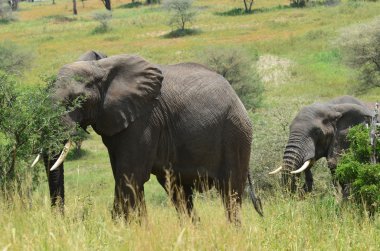Savannah filler Tarangire Park Tanzanya
