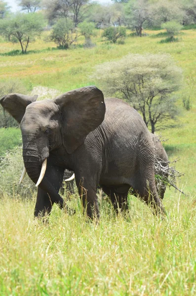 Savannah olifant in Tarangire Park in Tanzania — Stockfoto