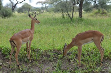 kadın ceylan Impala ve genç Impala, serengeti Milli Parkı