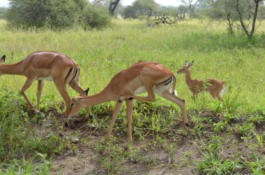 kadın ceylan Impala ve genç Impala, serengeti Milli Parkı