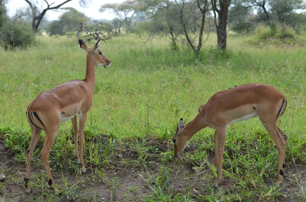 Fêmeas gazelas impala e jovem impala no Parque Nacional serengeti — Fotografia de Stock