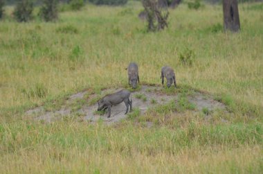 küçük warthog Serengeti Ulusal Parkı'nda