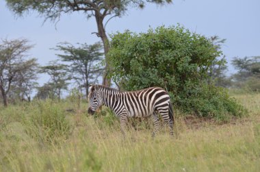 Zebra Serengeti Ulusal Parkı'nda
