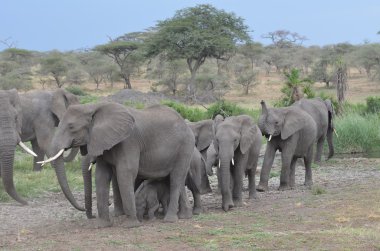 herd of elephants in tarangire national park clipart