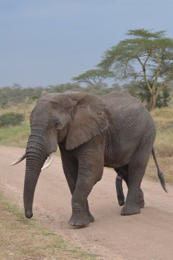 male  elephant in tarangire national park clipart