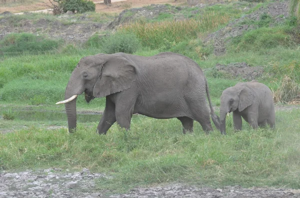 Слониха и ее сын в национальном парке Тарангире — стоковое фото