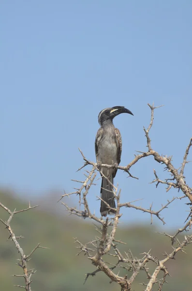 Calabrone grigio africano tockus nasutus — Foto Stock