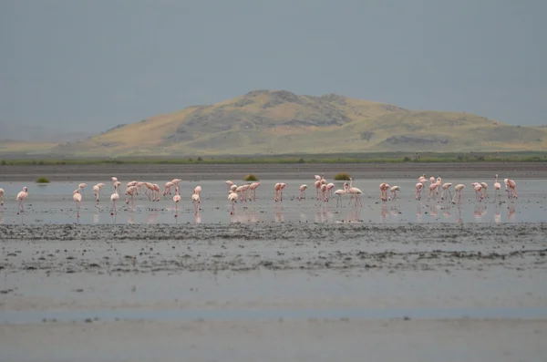 Розовые фламинго на озере Натрон в Танзании — стоковое фото