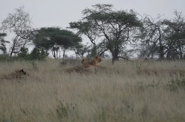 Förpackning med lionesses i serengeti national park i tanzania — Stockfoto