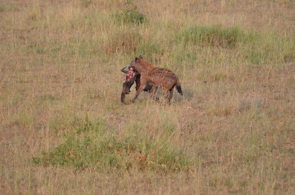 Crocuta crocuta benekli sırtlan Tanzanya'daki serengeti Ulusal Parkı ağzına wildebeest kafasından ile — Stok fotoğraf