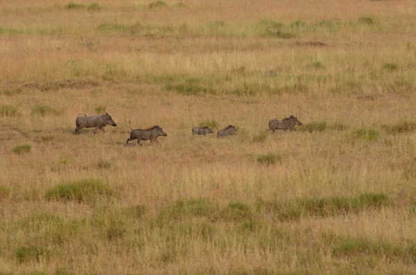 Una familia de jabalíes corriendo en la sabana del parque nacional Serengeti en Tanzania —  Fotos de Stock